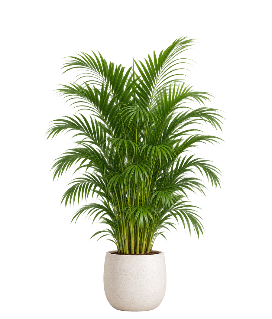 Large Plants