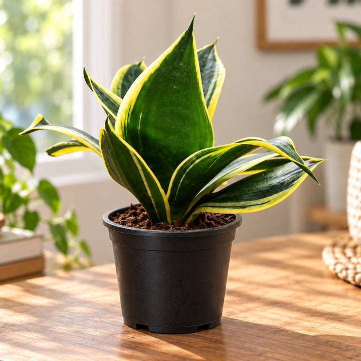 Golden Snake Plant – Sansevieria | Low-Maintenance Indoor Plant