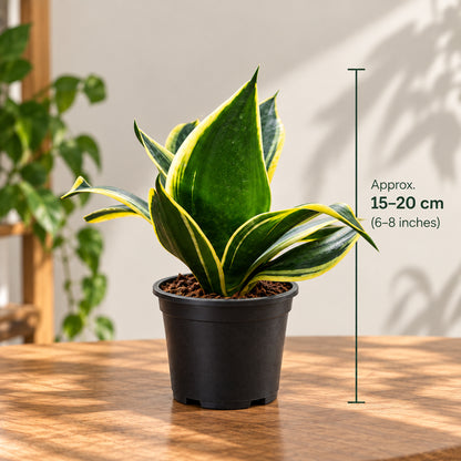 Golden Snake Plant – Sansevieria | Low-Maintenance Indoor Plant