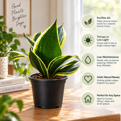 Golden Snake Plant – Sansevieria | Low-Maintenance Indoor Plant