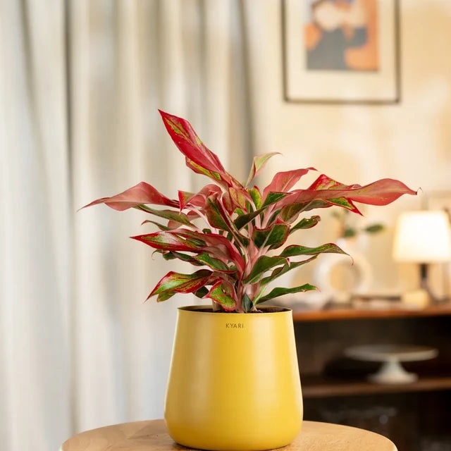Aglaonema Lipstick Plant with Medium Self Watering Pot